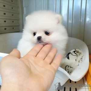 Photo №3. Beautiful Pomeranian puppies Business WhatsApp 37062044902. Finland