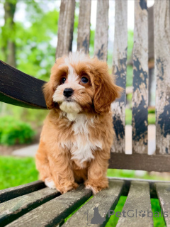 Photo №3. Cavapoo Puppies for Adoption Vet Checked & Vaccinated. Czech Republic