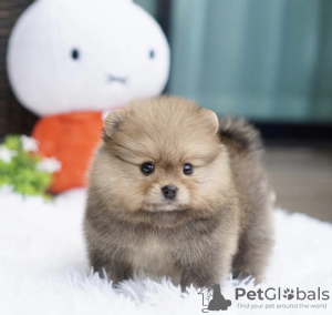 Photo №4. I will sell pomeranian in the city of Гамбург. breeder - price - 423$