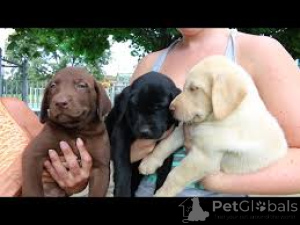 Photo №3. Labrador Retriever Welpen ze verkafen. Luxembourg