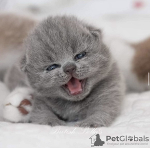 Photo №1. british shorthair - for sale in the city of Гамбург | 423$ | Announcement № 101743