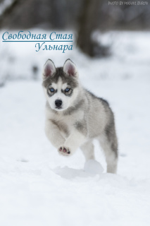 Additional photos: Wonderful blue-eyed Siberian Husky puppies from a pair of Champions of the