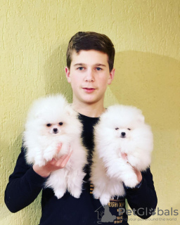 Photo №4. I will sell pomeranian in the city of Tampere. private announcement - price - 350$