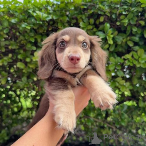 Photo №2 to announcement № 159221 for the sale of dachshund - buy in Germany private announcement