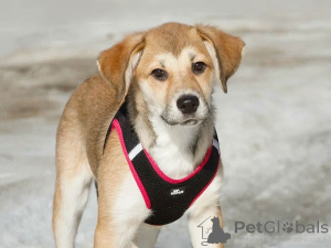 Photo №2 to announcement № 166223 for the sale of non-pedigree dogs - buy in Russian Federation private announcement