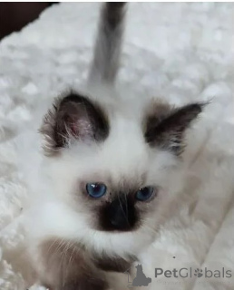 Photo №1. birman - for sale in the city of Munich | 361$ | Announcement № 177735