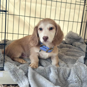 Photo №2 to announcement № 172831 for the sale of dachshund - buy in Germany breeder