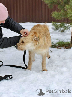 Photo №4. I will sell non-pedigree dogs in the city of Moskova. private announcement - price - Is free