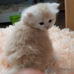 Photo №2 to announcement № 62907 for the sale of scottish fold - buy in Belarus private announcement