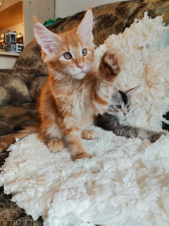 Photo №4. I will sell maine coon in the city of Petrozavodsk. from nursery - price - 381$