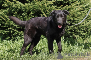 Photo №3. Handsome Black is looking for a home.. Russian Federation