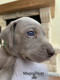 Photo №2 to announcement № 11150 for the sale of weimaraner - buy in Russian Federation breeder