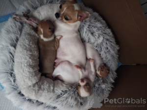 Photo №2 to announcement № 131475 for the sale of chihuahua - buy in Belgium private announcement, breeder
