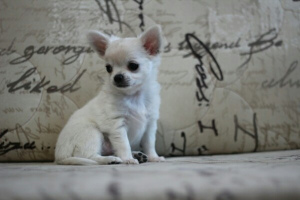 Photo №2 to announcement № 1427 for the sale of chihuahua - buy in Russian Federation private announcement