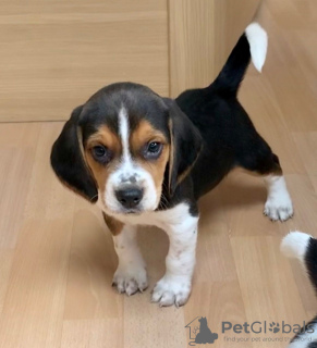 Photo №1. beagle - for sale in the city of Belarus | 1021$ | Announcement № 11128