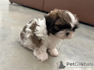 Photo №1. shih tzu - for sale in the city of Huwaylat | 380$ | Announcement № 13806