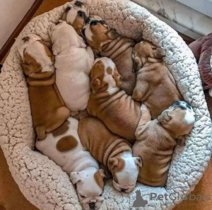 Photo №2 to announcement № 36957 for the sale of english bulldog - buy in United States breeder