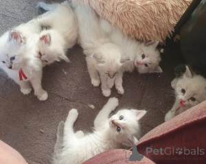 Photo №1. siberian cat - for sale in the city of Planegg | 361$ | Announcement № 174545