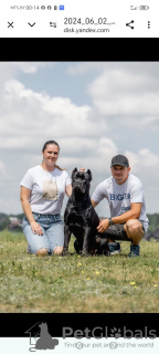 Photo №2. Mating service cane corso. Price - negotiated