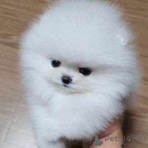 Photo №1. pomeranian - for sale in the city of Berlin | 387$ | Announcement № 137837