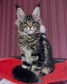 Photo №4. I will sell maine coon in the city of Aston. breeder - price - 2581$