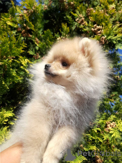 Photo №1. pomeranian - for sale in the city of Krivoy Rog | 257$ | Announcement № 11557
