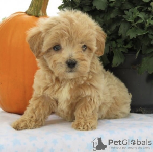 Photo №2 to announcement № 103599 for the sale of poodle (dwarf) - buy in Canada 