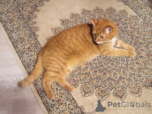 Photo №2 to announcement № 158300 for the sale of  - buy in Russian Federation private announcement