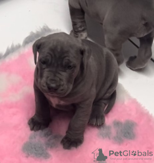 Photo №3. Замечательные детеныши бурбуля кане корсо. Germany