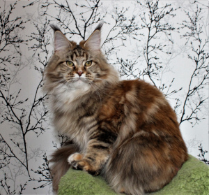 Photo №2 to announcement № 4983 for the sale of maine coon - buy in Russian Federation from nursery, breeder