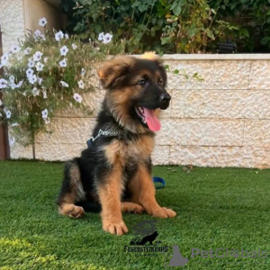 Photo №1. german shepherd - for sale in the city of Mainz | negotiated | Announcement № 123871