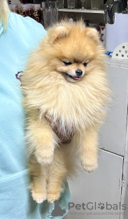 Photo №2 to announcement № 72149 for the sale of pomeranian - buy in Russian Federation private announcement