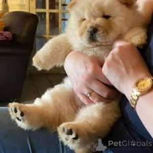 Photo №3. Chow Chow Puppies. Switzerland