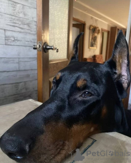 Photo №1. dobermann - for sale in the city of Dnipro | 636$ | Announcement № 55805