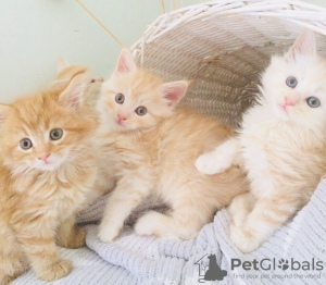 Photo №1. maine coon - for sale in the city of California | 210$ | Announcement № 37304
