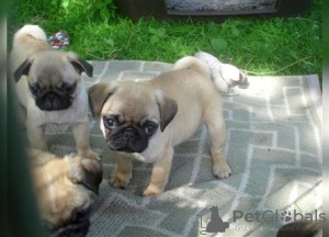 Photo №2 to announcement № 106095 for the sale of pug - buy in Germany breeder