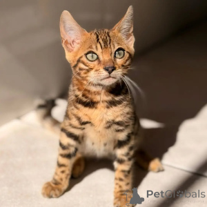 Photo №3. Adorable Bengal Kittens for Sale Exotic Beauty, Playful Spirit & Ready for. Germany