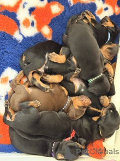 Photo №3. Todella upeita dobermaninpentuja erinomaisella jalostuksella. Finland
