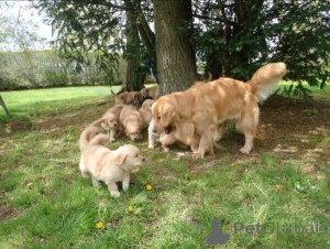 Photo №1. golden retriever - for sale in the city of Bayerbach | 471$ | Announcement № 149690
