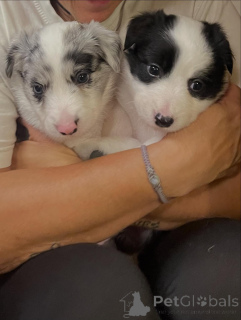 Photo №2 to announcement № 171703 for the sale of border collie - buy in Belgium private announcement