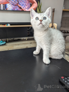 Photo №2 to announcement № 173813 for the sale of british shorthair - buy in United Kingdom private announcement, breeder