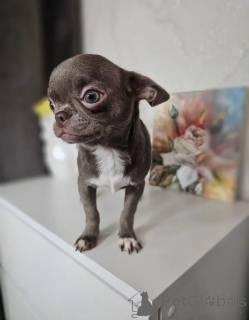 Photo №3. Chihuahua puppies. Germany