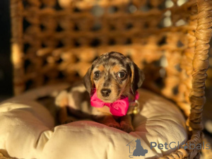 Photo №2 to announcement № 171523 for the sale of dachshund - buy in United Kingdom private announcement