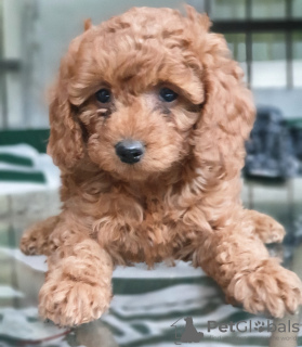 Photo №2 to announcement № 20348 for the sale of poodle (royal) - buy in Georgia private announcement