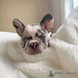 Photo №4. I will sell  in the city of Hamilton.  - price - 850$