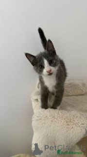 Photo №3. Extremely spotted Russian Blue kittens available. Cyprus