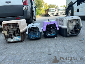 Photo №3. International pet delivery! in Ukraine