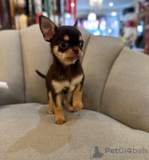 Photo №3. Home-Raised Chihuahua Puppies Ready Now. Germany