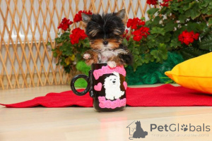 Photo №1. yorkshire terrier - for sale in the city of Zrenjanin | negotiated | Announcement № 152173