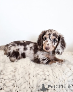 Photo №2 to announcement № 143783 for the sale of dachshund - buy in United States private announcement, breeder
